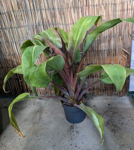Xxl bromelie aechmea tayoensis - xxl,