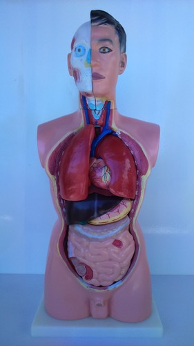 Torso mann anatomie modell - torso,