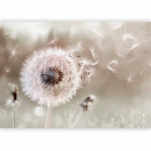 Pusteblume natur vlies - pusteblume,