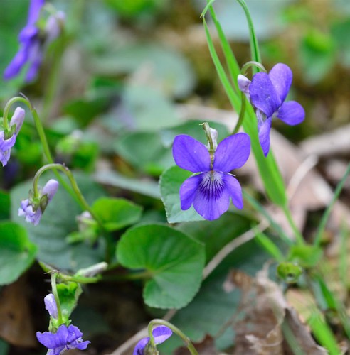 Duftveilchen viola odorata - duftveilchen,