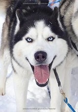 Schau mir in die Augen