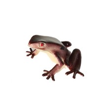 Frosch Pfeilgiftfrosch