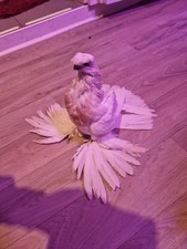 Tierpräparat Taxidermy