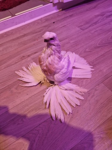 Tierpräparat taxidermy - tierpräparat,