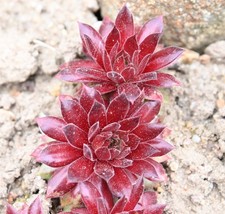 Sempervivum, Dachwurz, Sorte