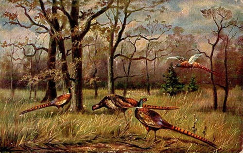 Jagd fasan mehrere - ak, im