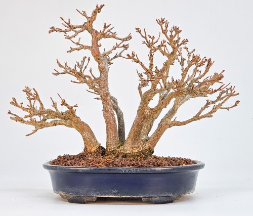 Bonsai dreispitzahorn acer - dreispitzahorn,
