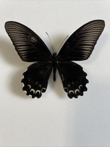 Entomologie*Papilio