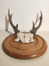 Kleiner 6-Ender Hirsch Geweih