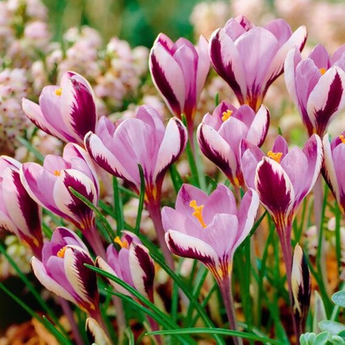Blumenzwiebeln zwiebeln crocus - blumenzwiebeln,