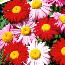 Saatgut 40-400 Samen BUNTE