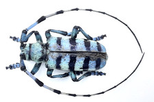 Cerambycidae, Anoplophora
