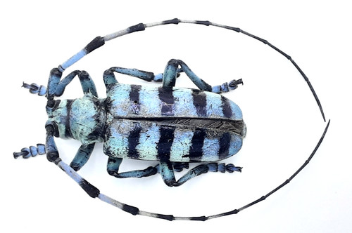 Cerambycidae anoplophora - cerambycidae,,