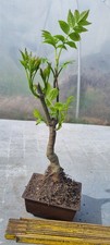 Prebonsai esche fraxinus - ,,