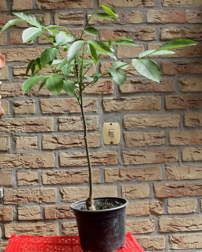 Walnussbaum setzling ca - 1, x