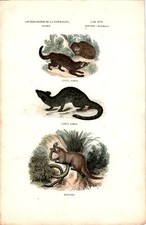 Antike Handkolorierte Lithographie Grafik 19 Jh. , Tiere