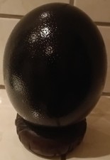1 Südafrikanisches Straussenei Strausseneier schwaz leer 13,5-14,5 Cm