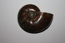 Cleoniceras opalisierend (ES