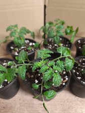 Tomatenpflanzen ROTE