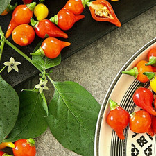 Peperoni " Edle Tropfen " rot und  fruchtig - mild Paprika Samen