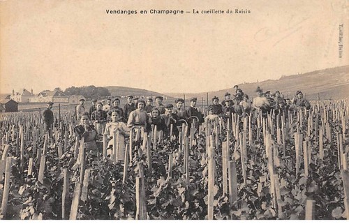 San59331 weinlese in - 51-san59331,