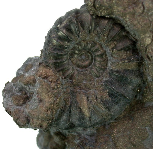 Lias xiphoceras ziphus sehr - ,
