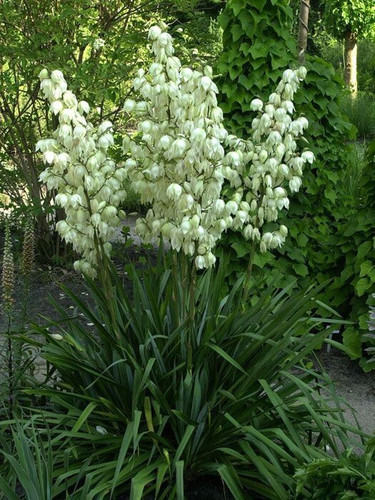 Palmlilie yucca filamentosa - palmlilie,