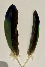 Ein paar Federn Papagei Venezuela Amazone, Basteln, Schmücken, Deko Etc.