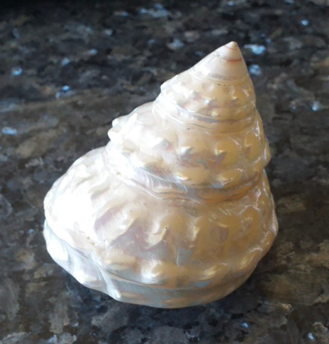 Muschel schnecke perlmut - schnecke,