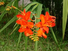 50 Samen Crocosmia Orange Glut