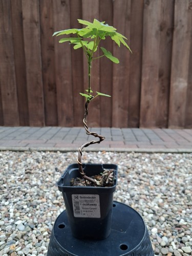 Bergahorn pre bonsai - bonsai,,