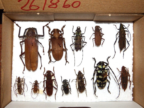 Insekten seltene - 12,