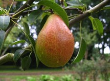 Birnenbaum Gute Luise –