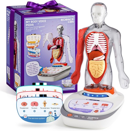 Anatomie modell kinder - anatomie,