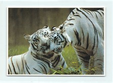 1 AK Tiger Großkatze Raubkatze Raubtier USA 1 - NEU !!! *