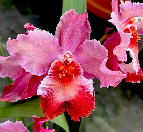 Odontoglossum roccoco fire - odontoglossum,