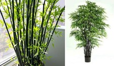 Bambus-Set Schwarz + Kalkutta