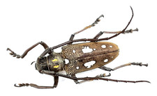 Cerambycidae batocera rubus - cerambycidae,,