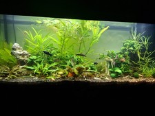 Juwel Rio Aquarium mit Unterschrank  240 L komplett mit viel Zubehör