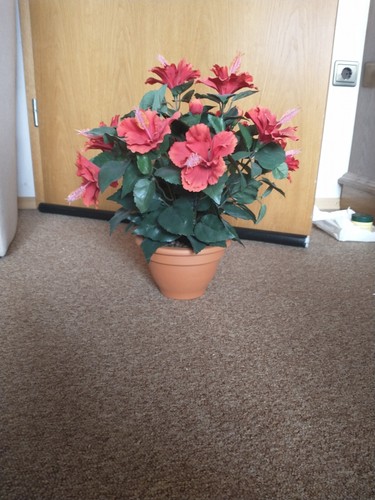 Großer hibiskus rot - großer,
