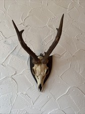 Prächtiger Rehbock Sechser -