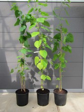 2er Morus Paket  schwarzer +