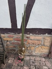 Zimmerpalme Dekobaum  Zimmerpflanze groß dekorativ Palme Rosenbaum