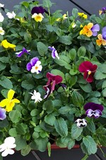 Horn-Veilchen, Viola cornuta