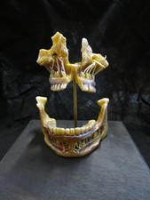 anatomisches Modell geschälte