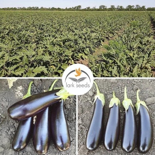 Aubergine samen mirinda - mirinda, f1
