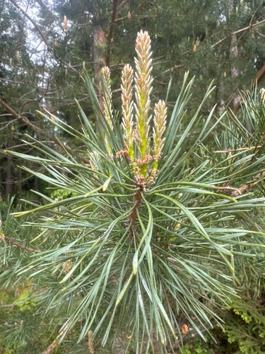 Samen waldkiefer pinus - 15,