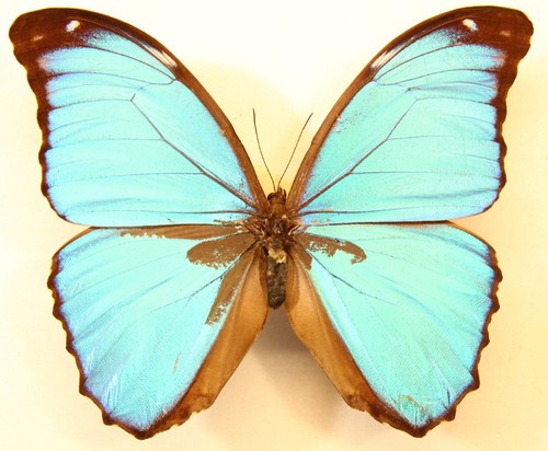 Morpho menelaus huebneri