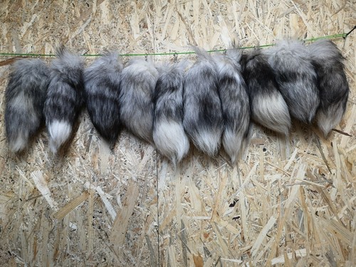 Top 10x echte silberfuchs - 10x,