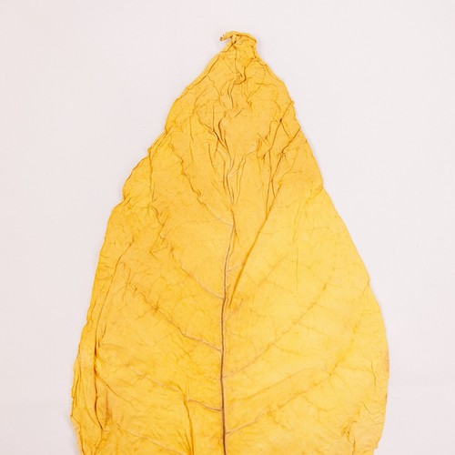 Virginia gold klasse - virginia, 1